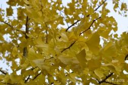 Gelbe Ginkoblätter im Regen, Herbst, Ginko, Laub, Blatt, Bad Mergentheim